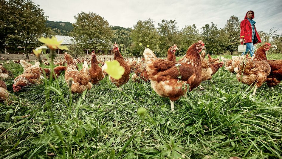 Glückliche Hühner am Lechnerhof | © Thomas Sattler